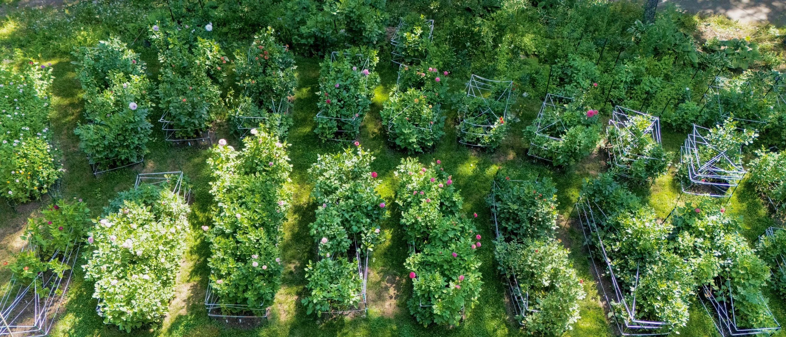 Aerial view of a well-maintained garden with flowering bushes and plants, some supported by metal trellises, arranged in neat rows with grass pathways.