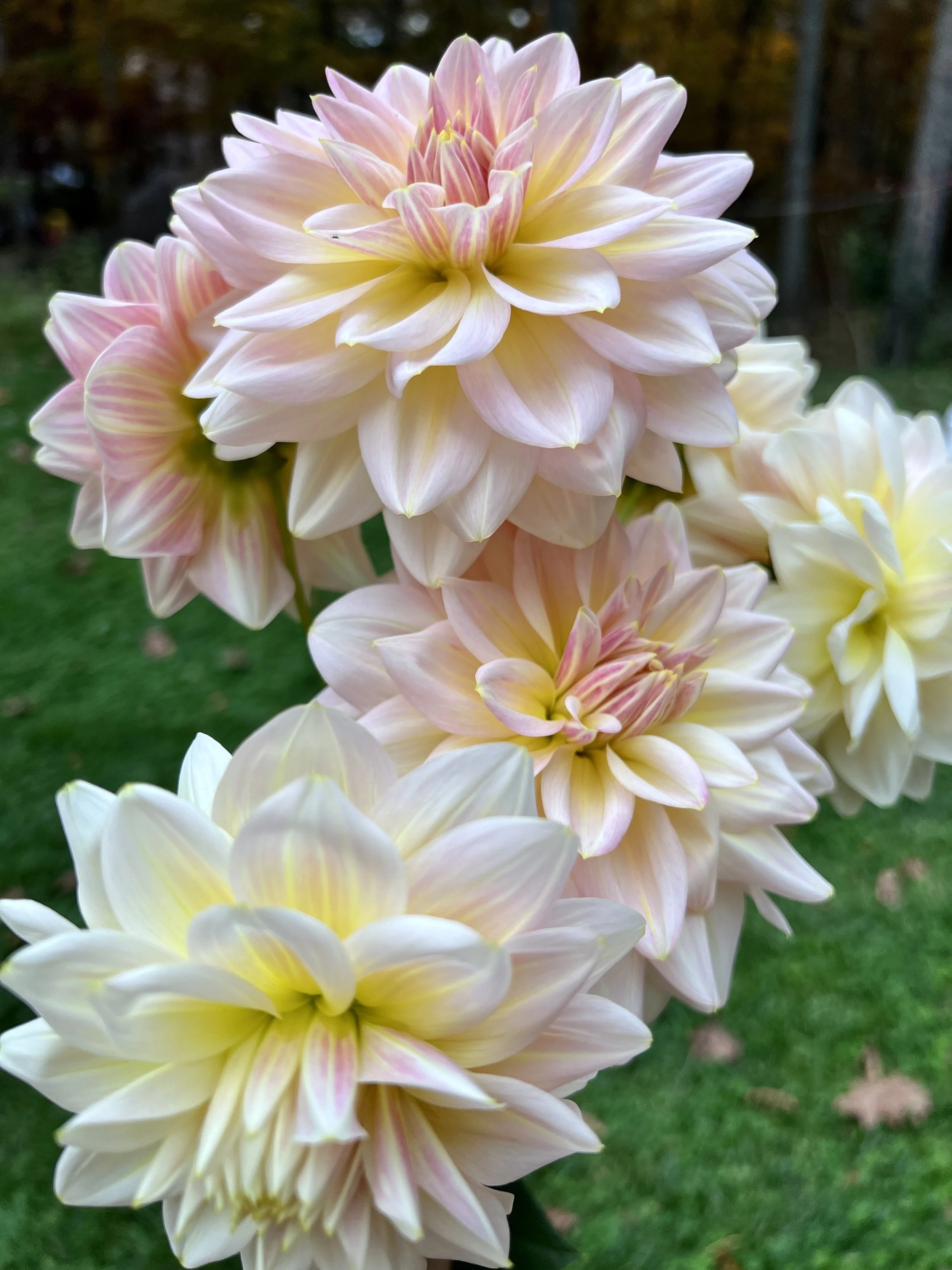 Close-up of light pink and white dahlias with yellow centers in a garden setting.