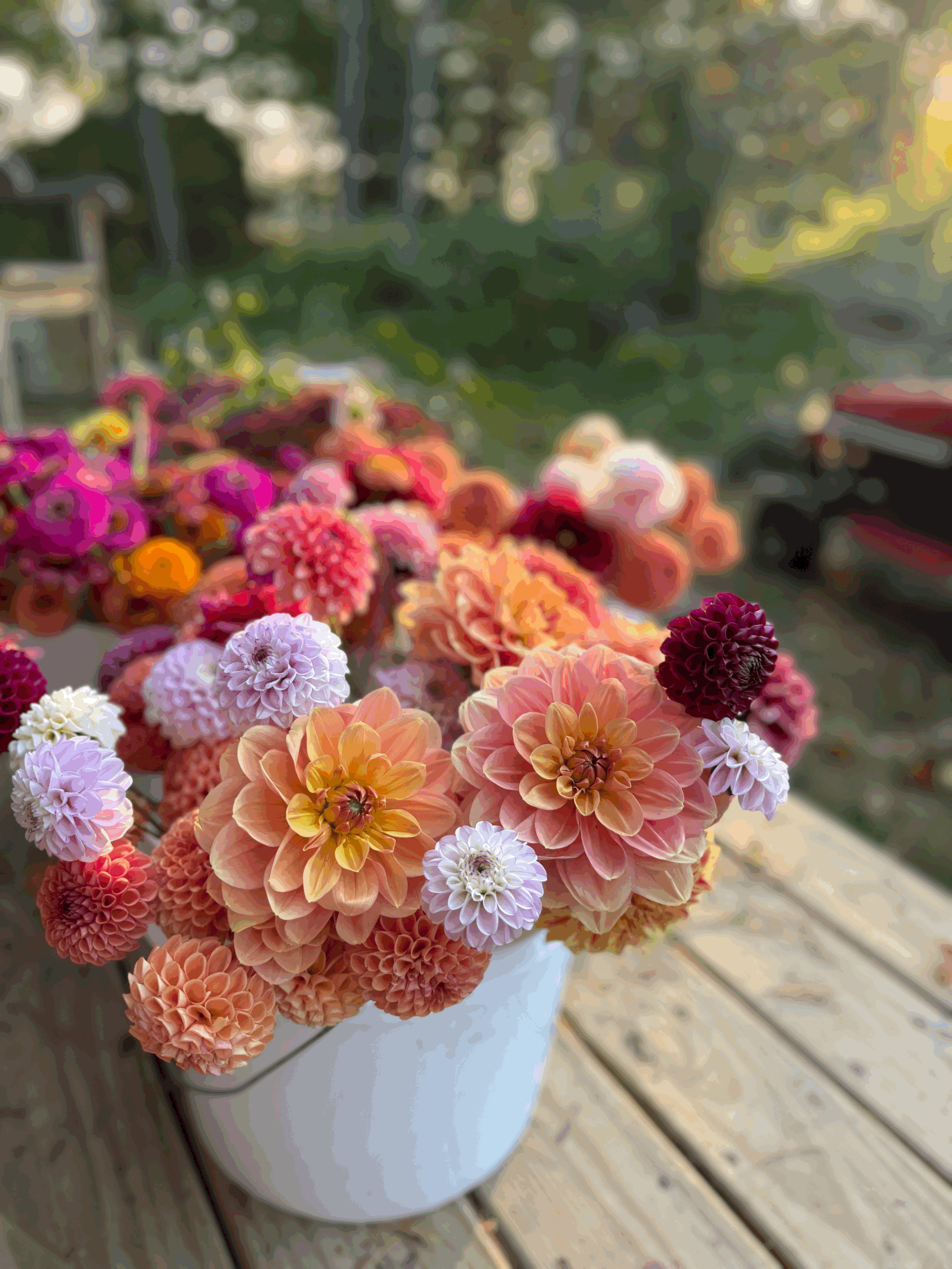 Beginning with Dahlias