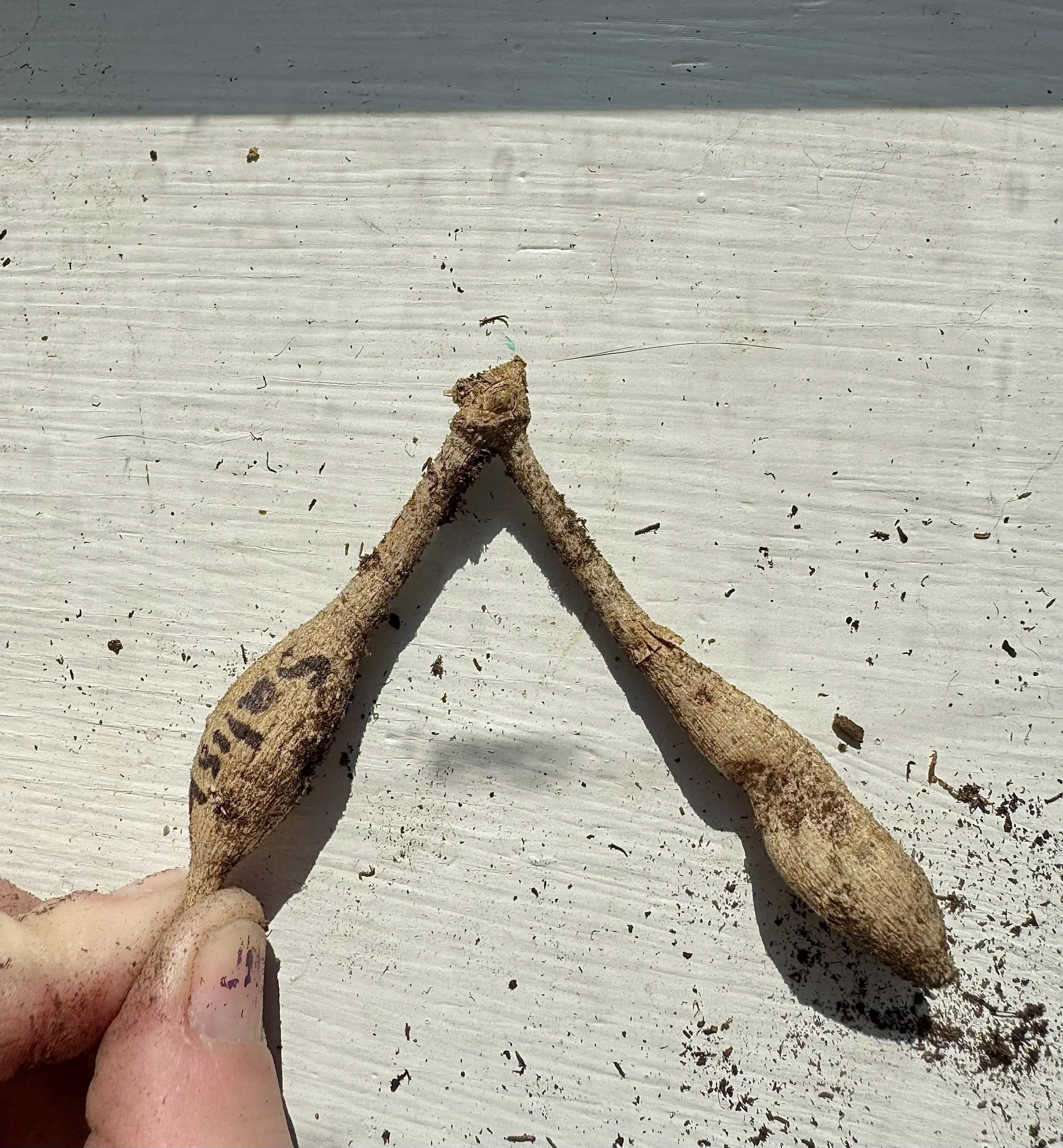 Two small plant roots with soil attached, held together with a hand, positioned in a Y shape on a light-colored, horizontal surface.