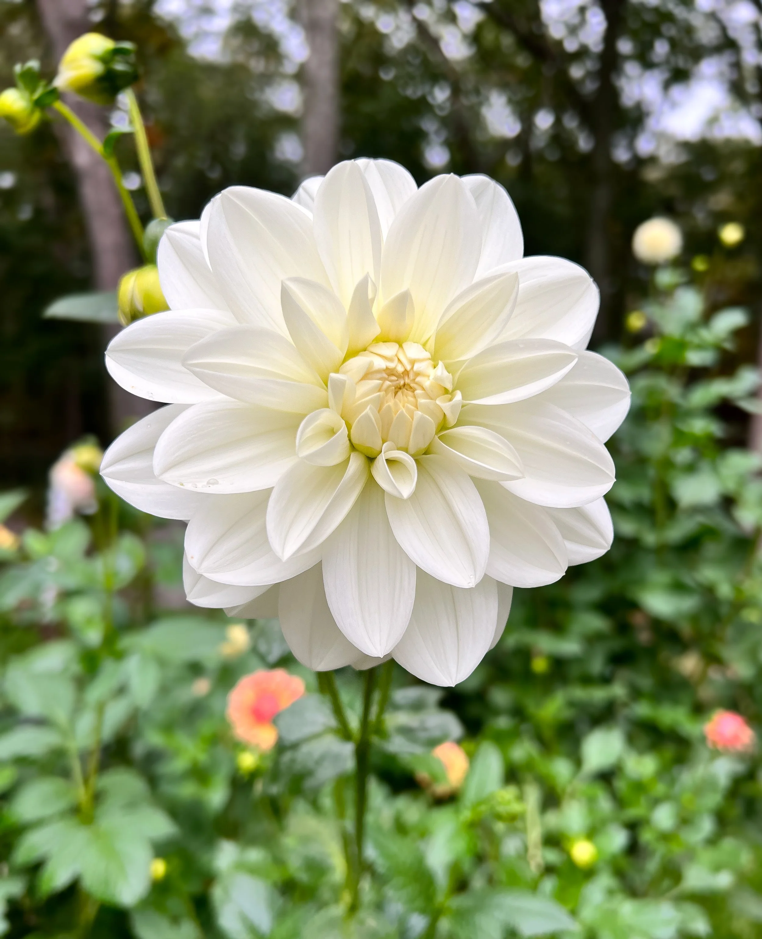 Bride to Be copy.JPG