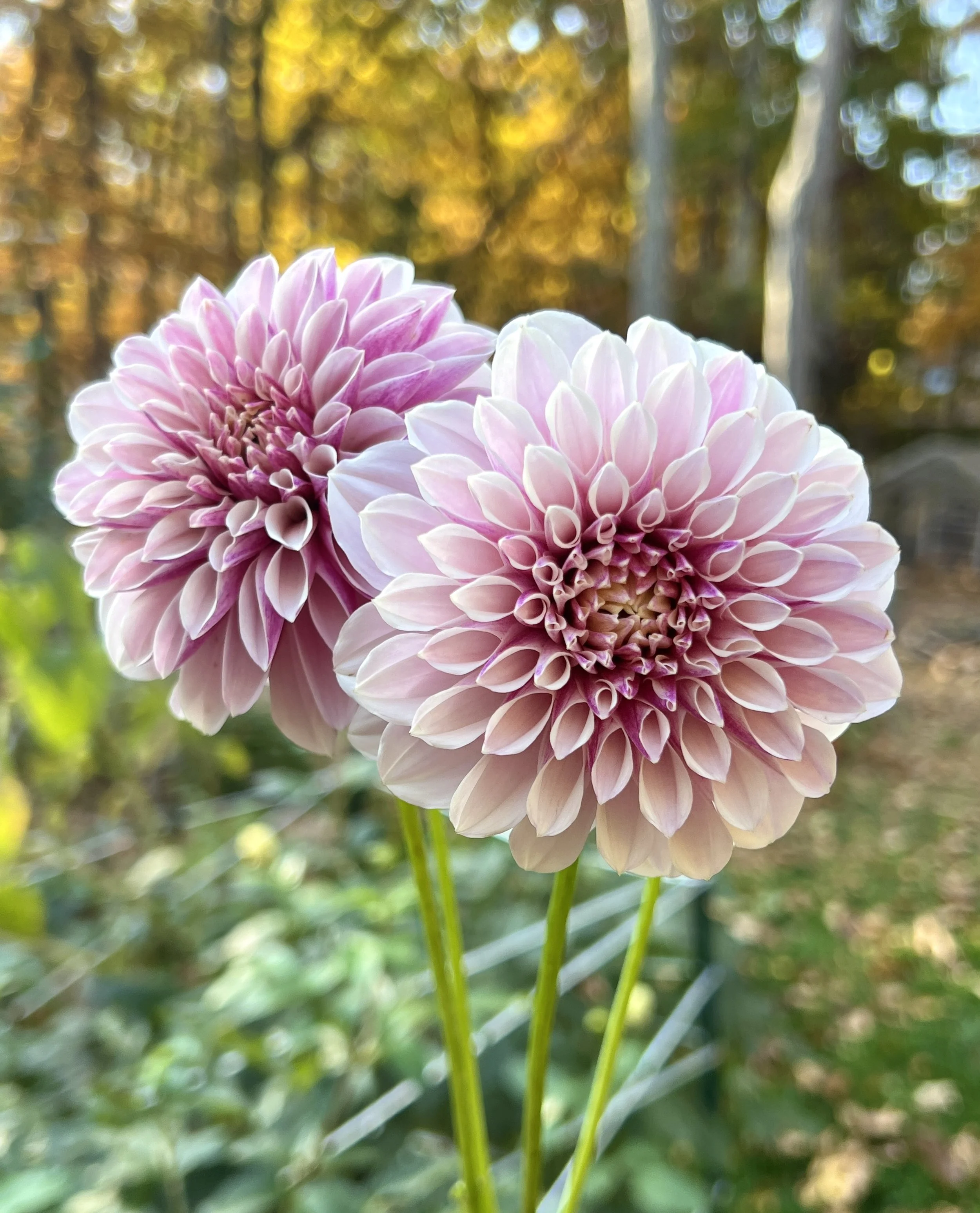 Salish Twilight Girl 1.jpg