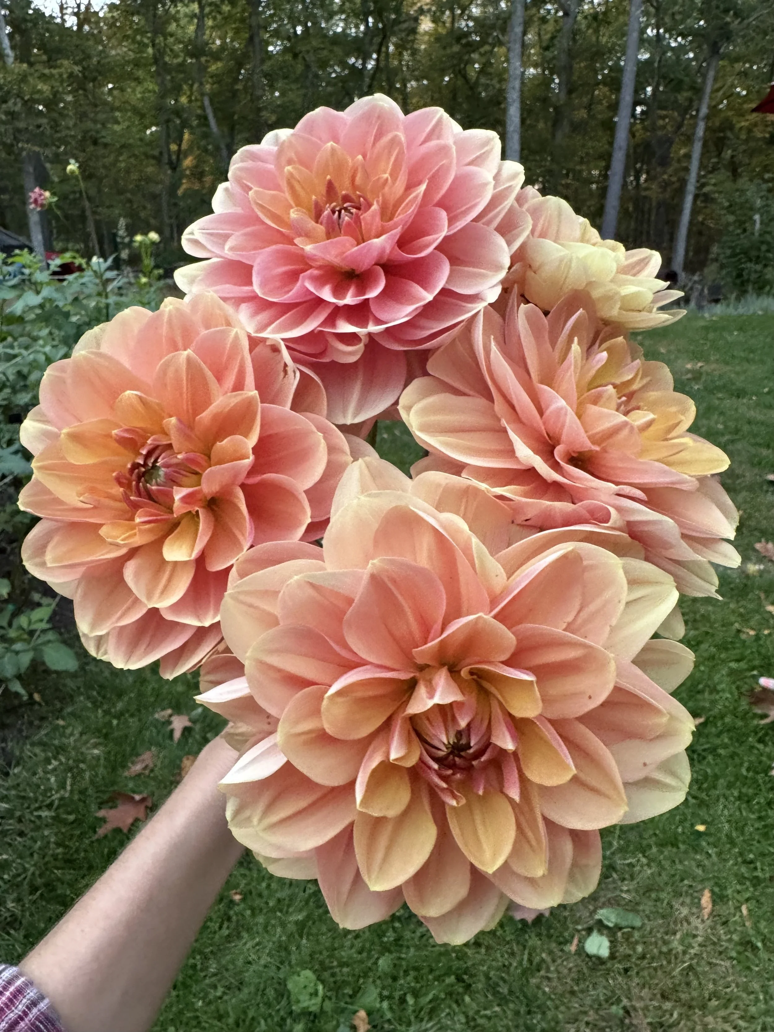 Close-up of a person holding a bouquet of large pink and peach dahlias outdoors with trees and grass in the background.