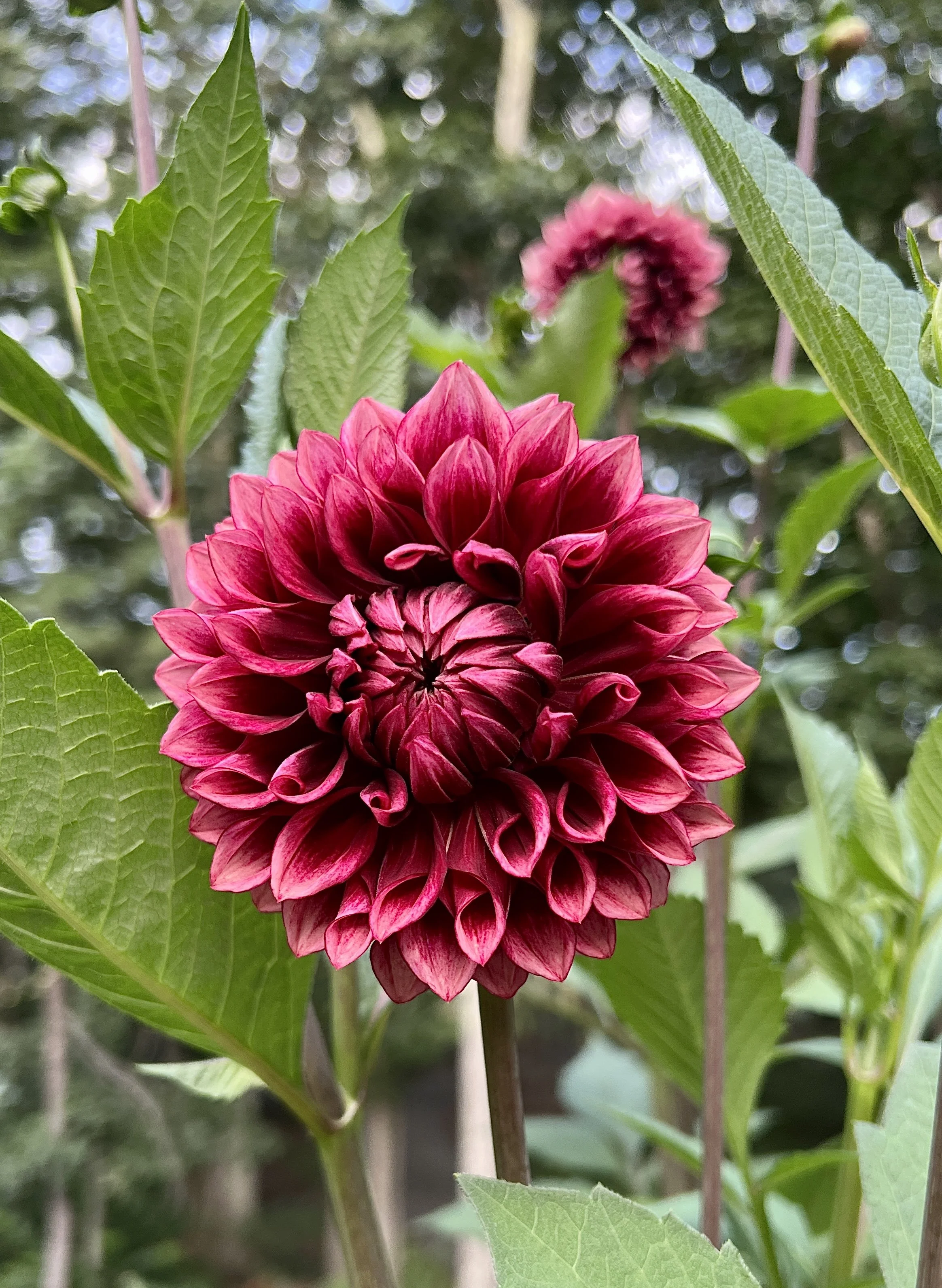 Bloomquist York 1.jpg