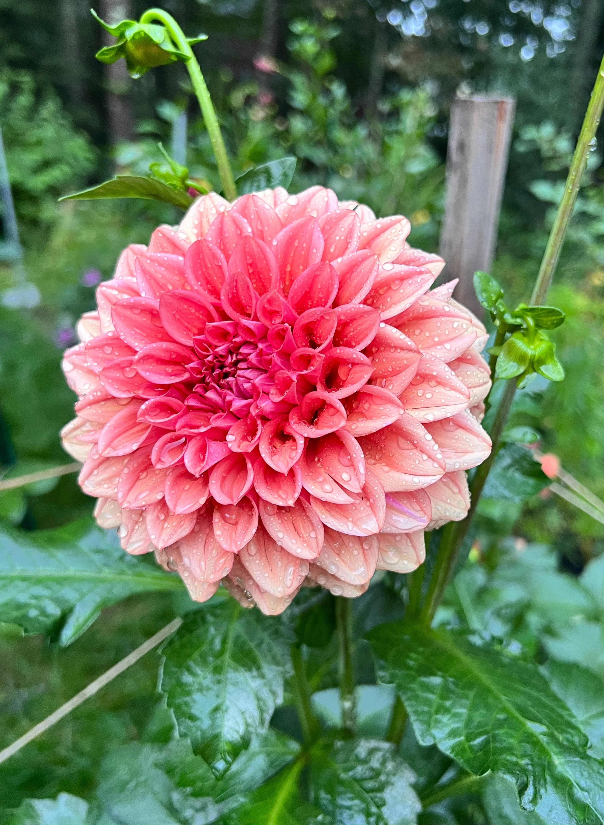 Orange Globe copy.JPG