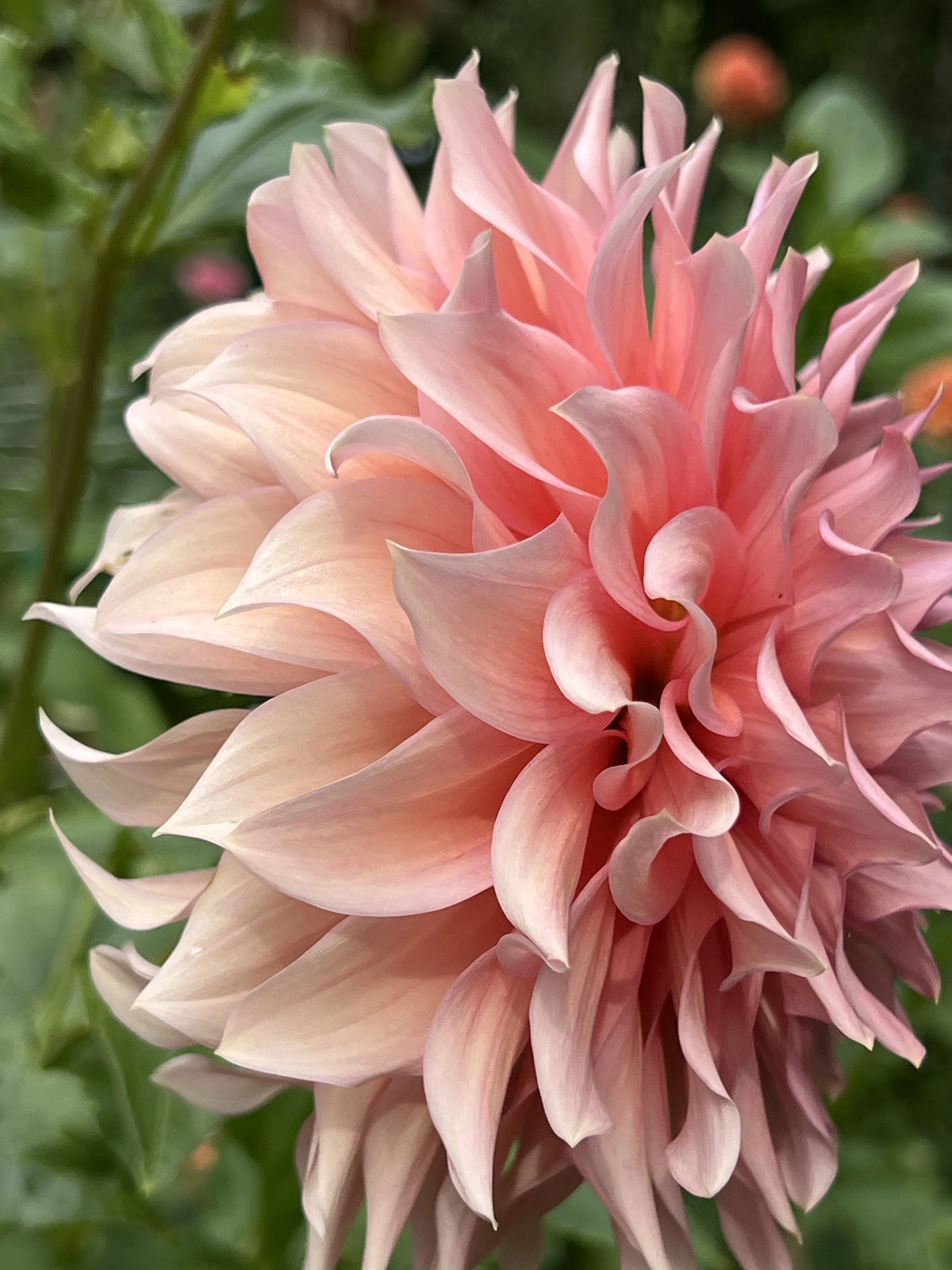 Wyn's Pink Pearl.JPG