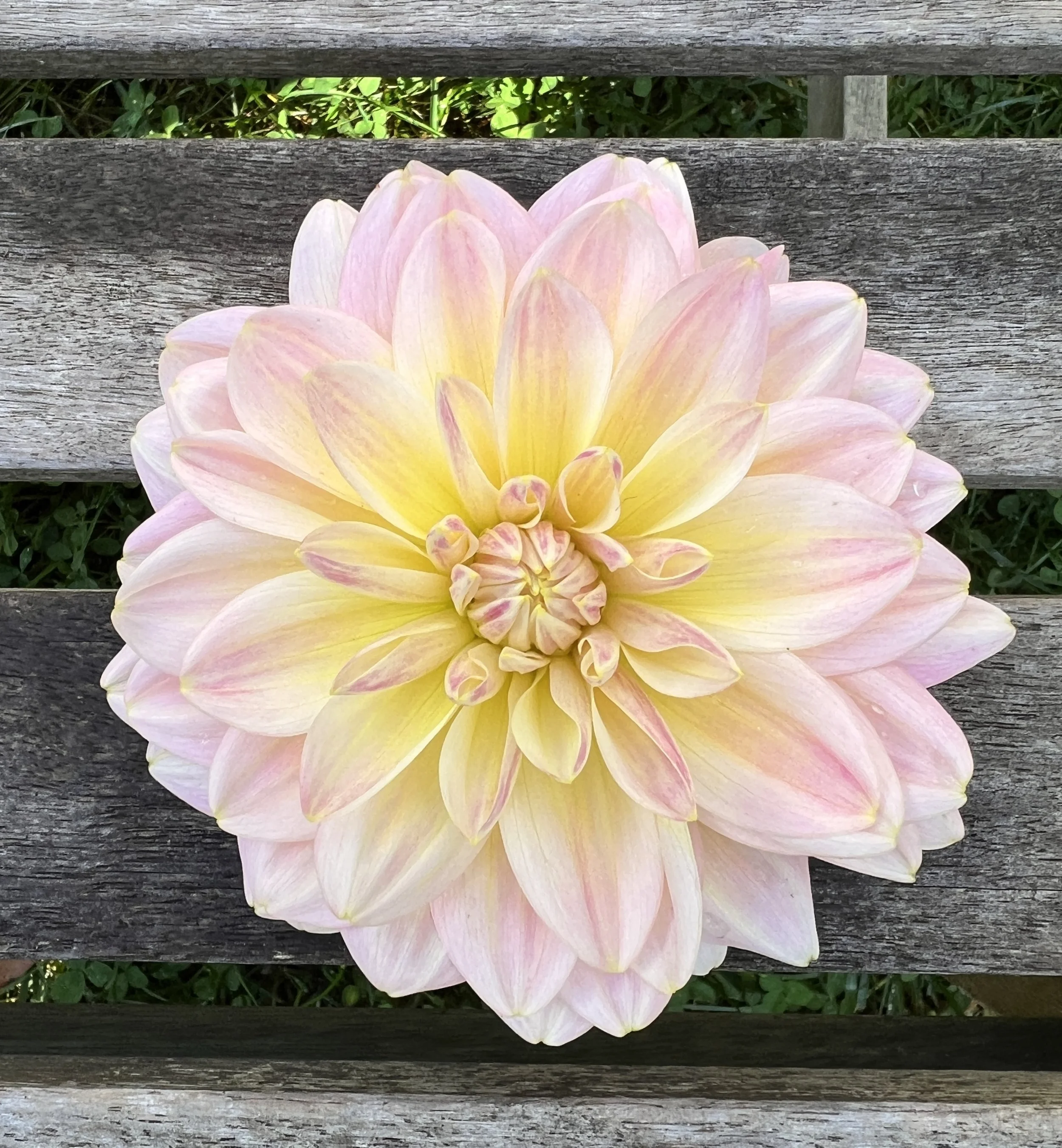 A large, pale pink and yellow dahlia flower on a wooden bench.
