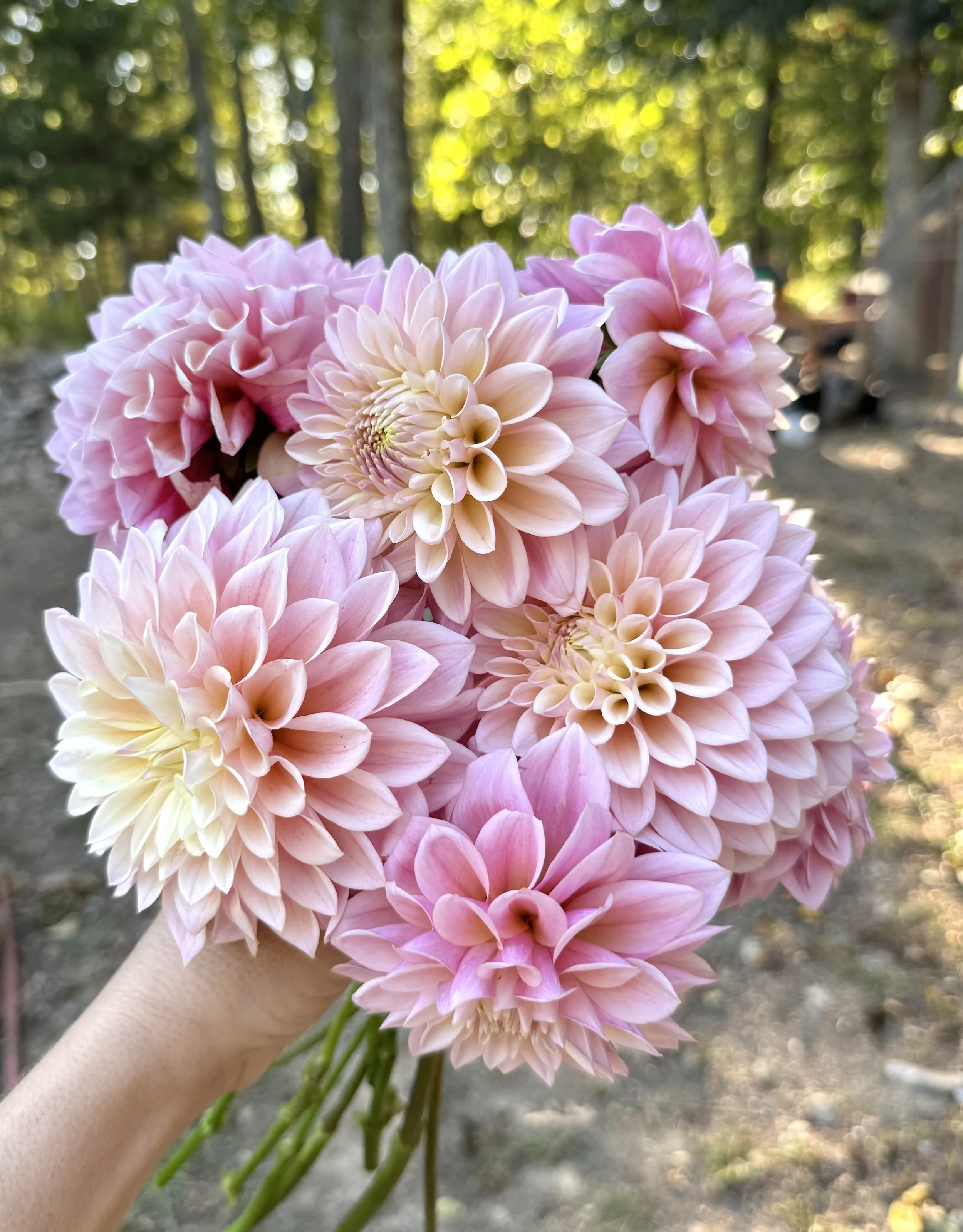 A person holding a bouquet of pink dahlias outdoors with blurred trees in the background.