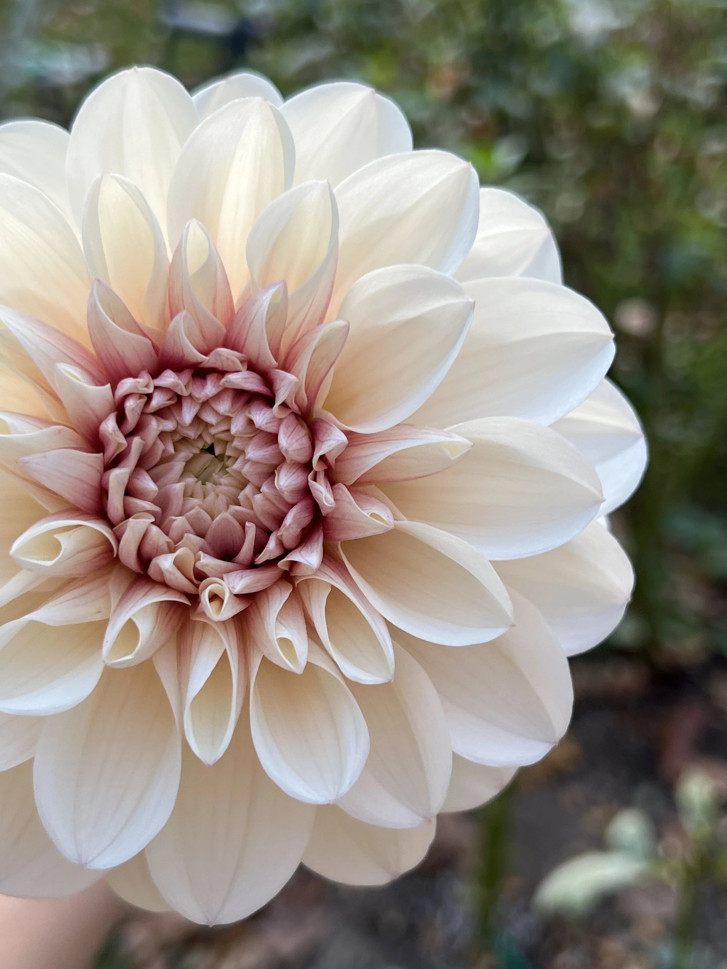 Close-up of a large, pale peach and cream-colored dahlia flower with layered petals and a pinkish center, outdoors with blurred green foliage in the background.
