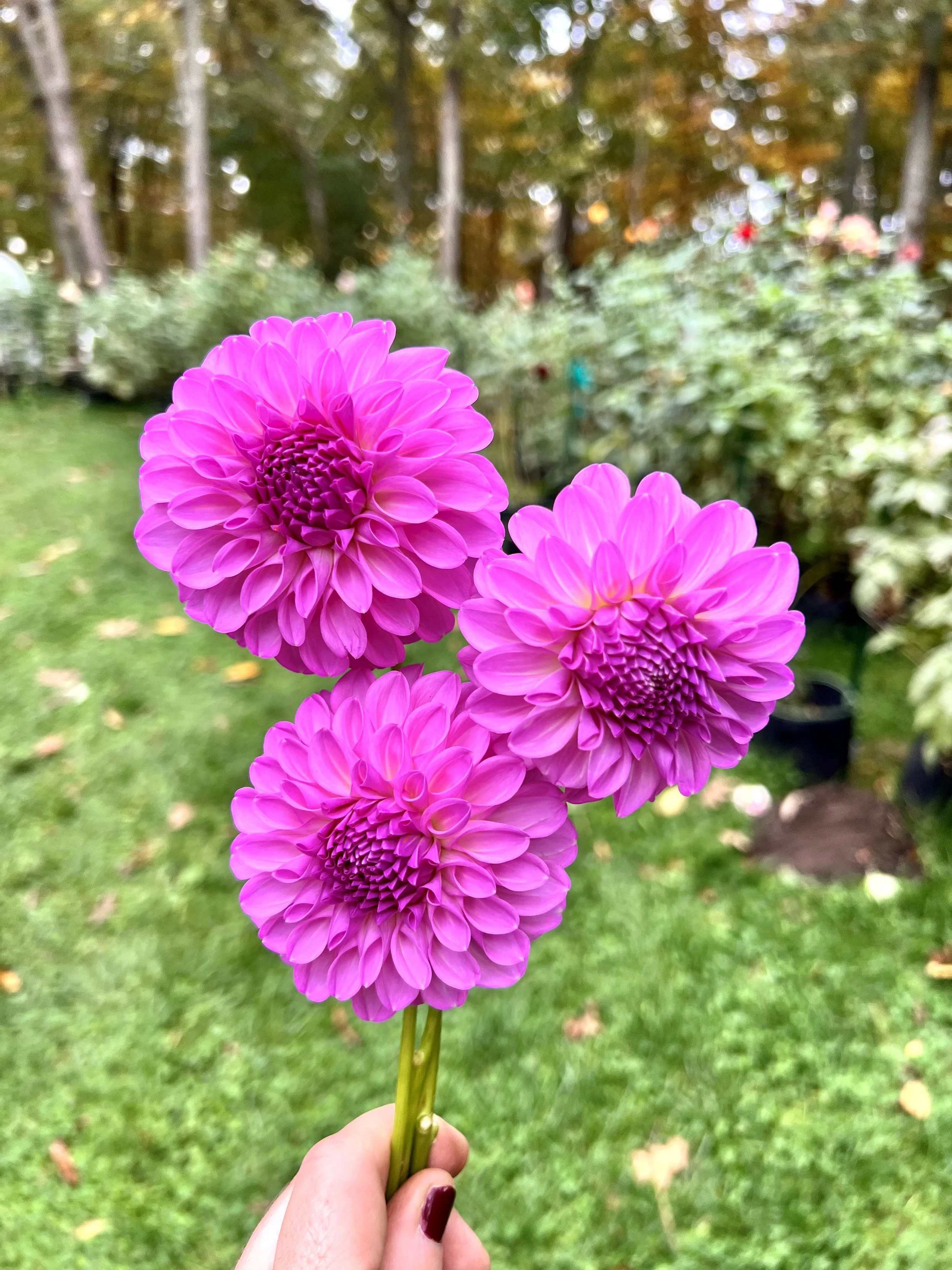 20th Ave Pure Prince.JPG