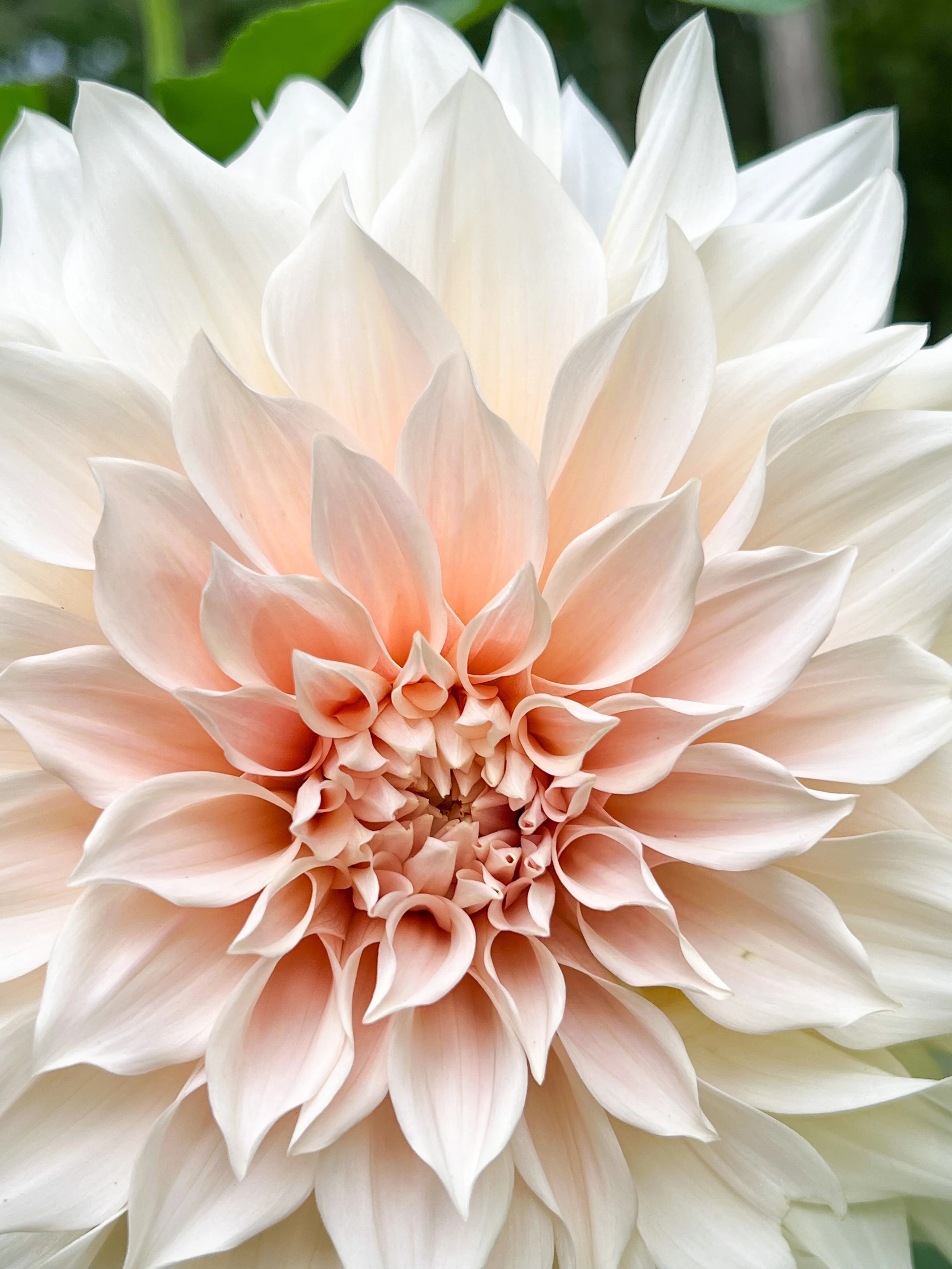 Close-up of a large, multi-petaled dahlia flower with soft peach and white petals.