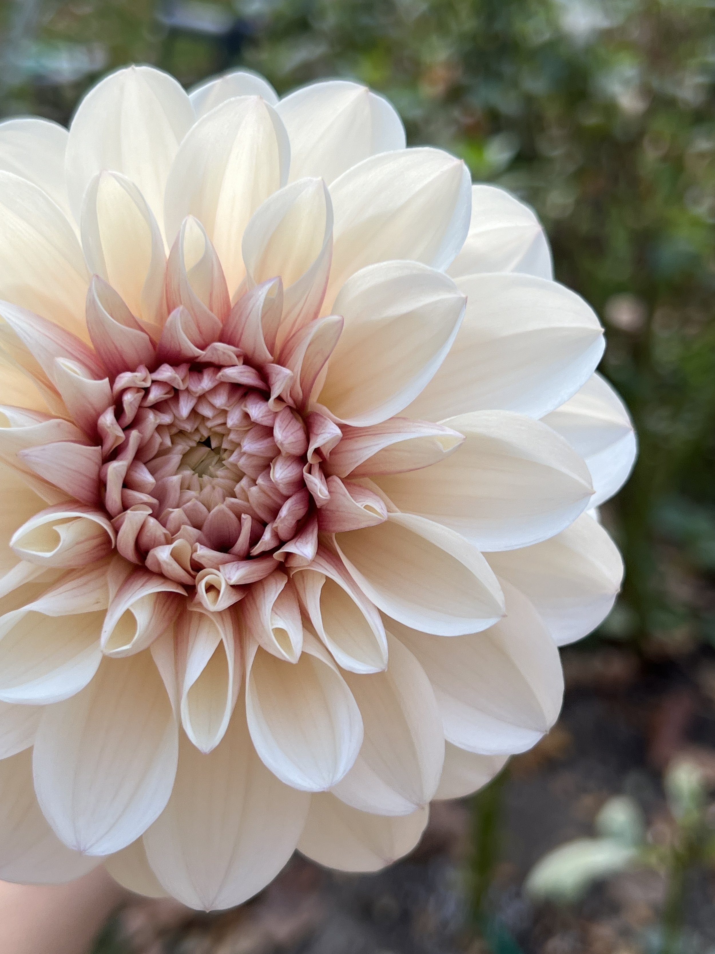Close-up of a large, light pink to creamy colored dahlia flower with layered petals, set against a blurred background of foliage.