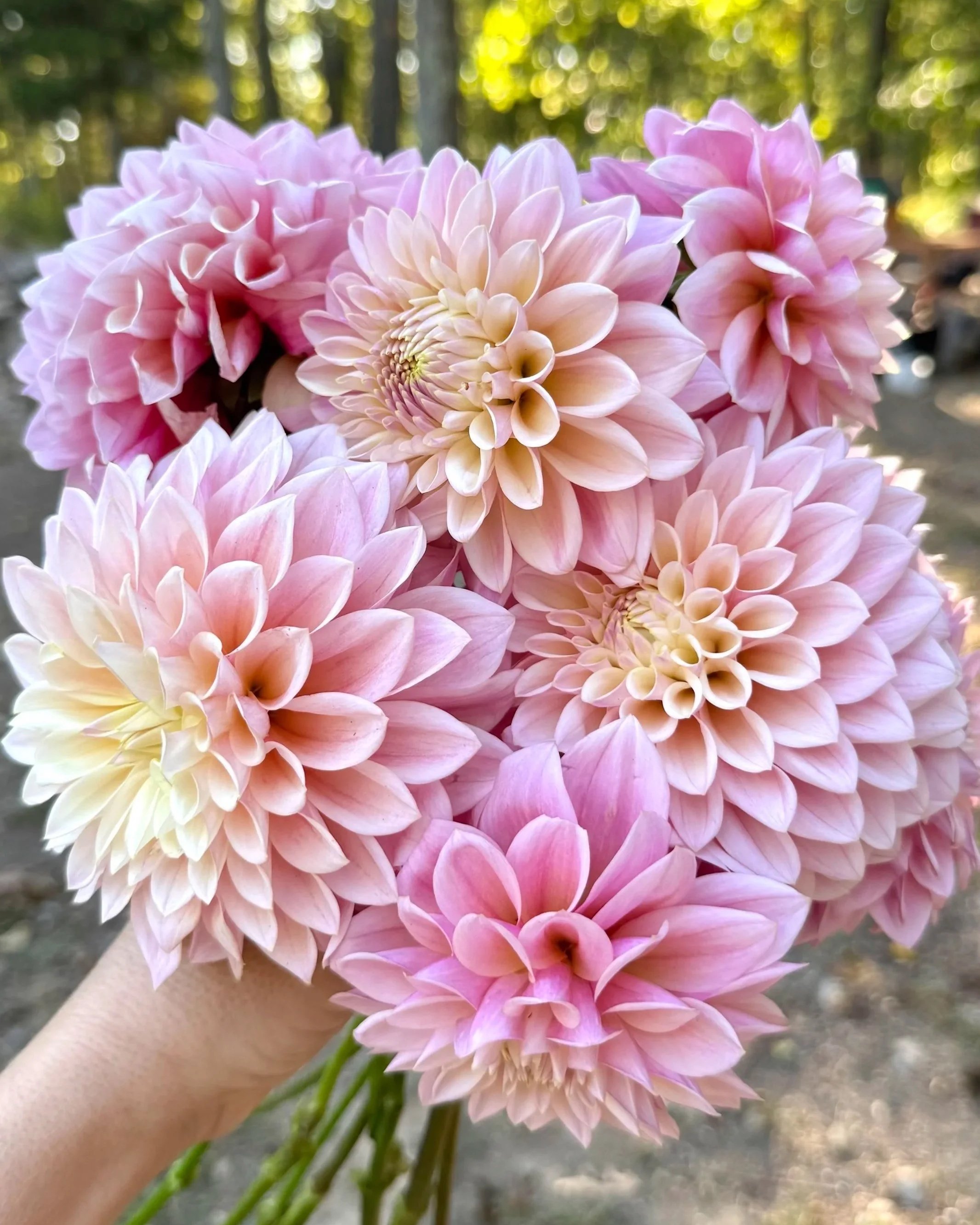 A bouquet of pink and cream dahlias being held outdoors in front of trees with sunlight filtering through.