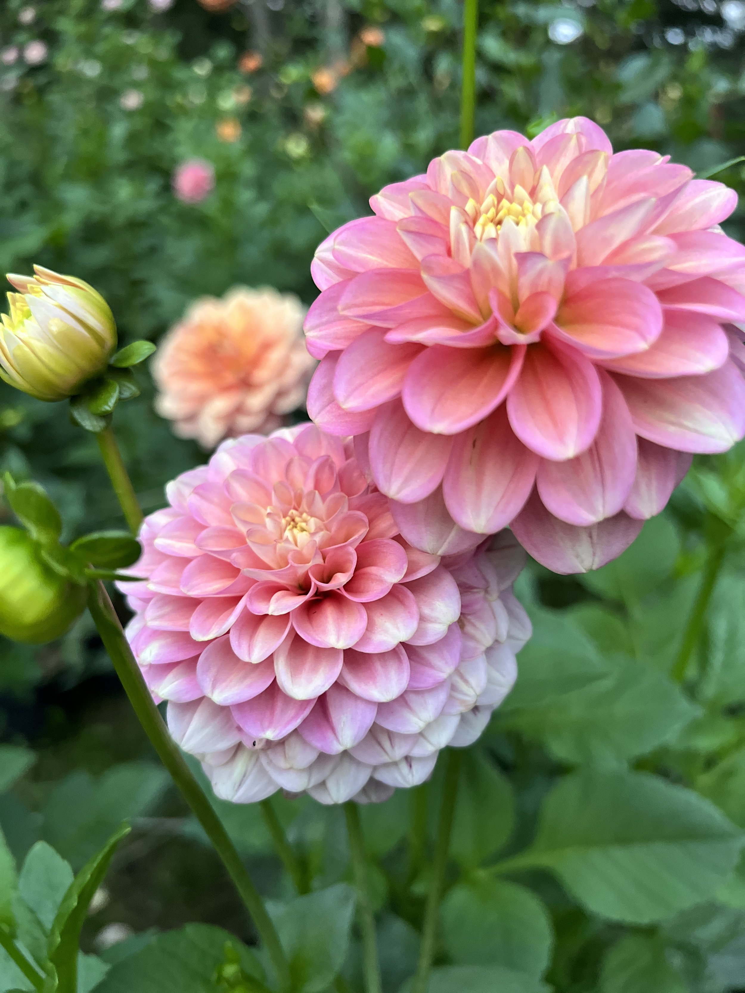 Milena Fleur 3 copy.JPG