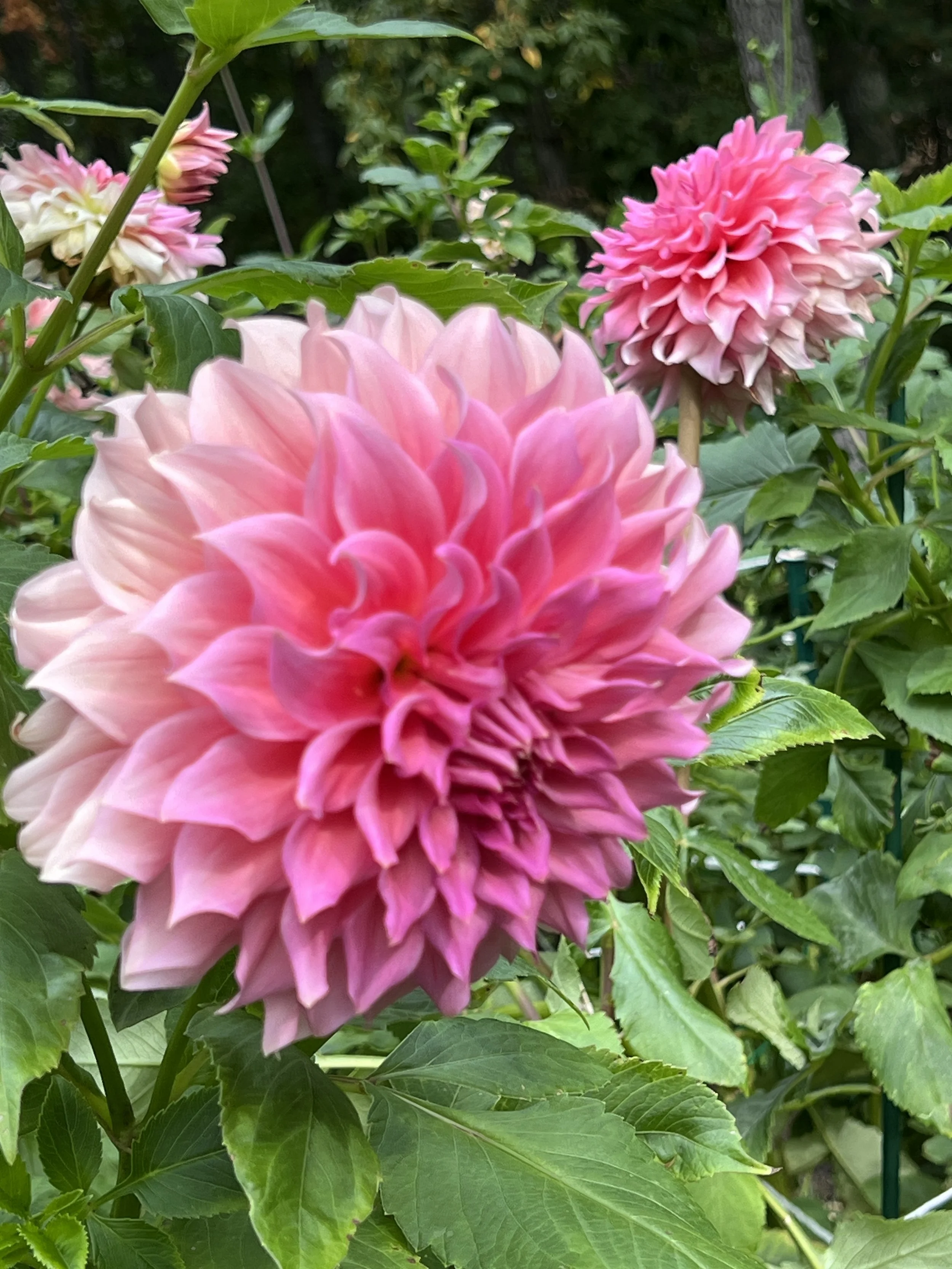 Wyn's Pink Pearl 1.JPG