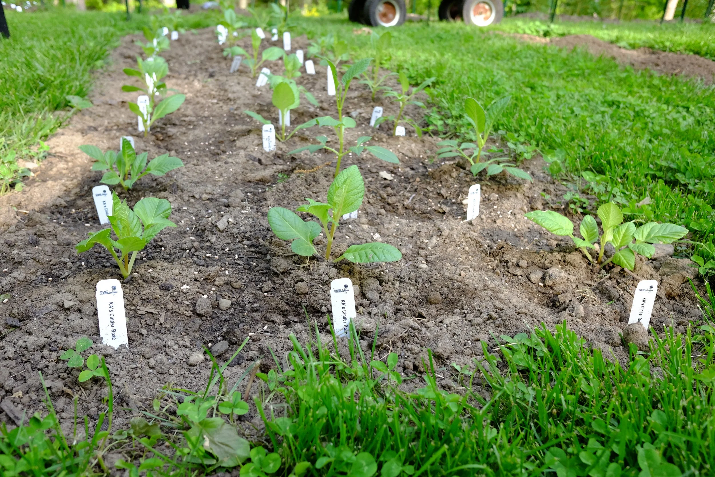 Dahlia seedlings planted in organized rows in soil, labels identifying each plant variety, outdoors with green grass and trees in the background.