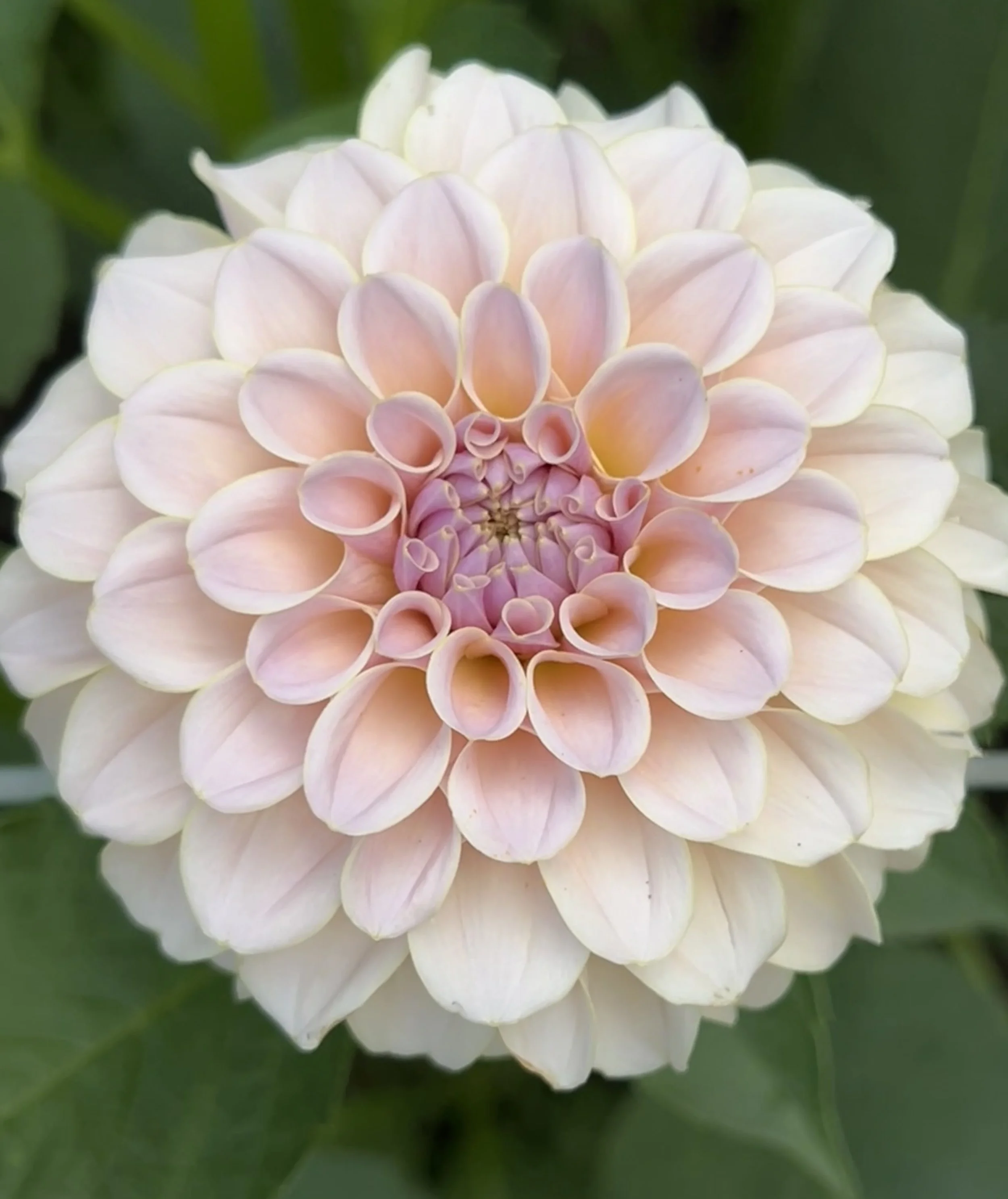 A close-up of a pale pink and white dahlia flower with layered petals.