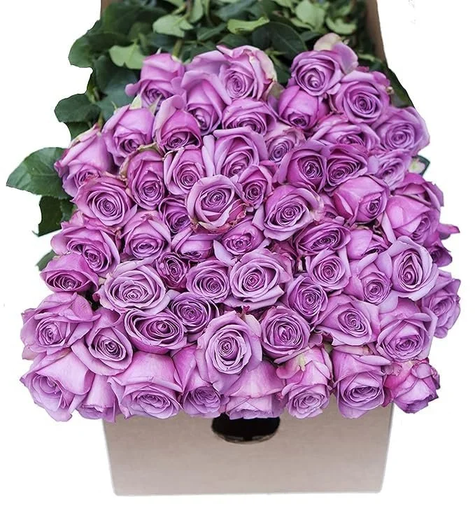 96 Purple Roses - Fresh Flowers