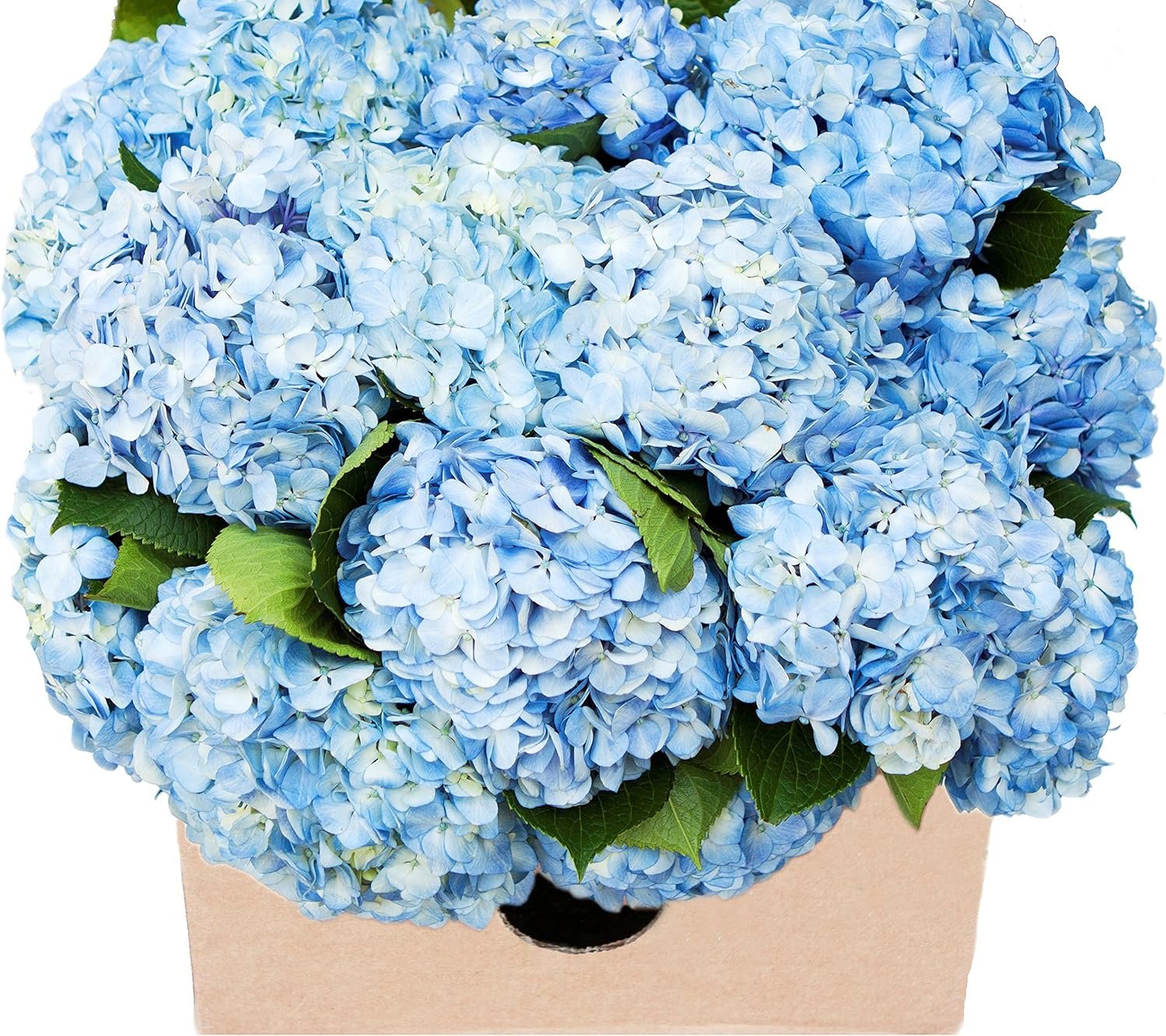 15 Blue Hydrangeas