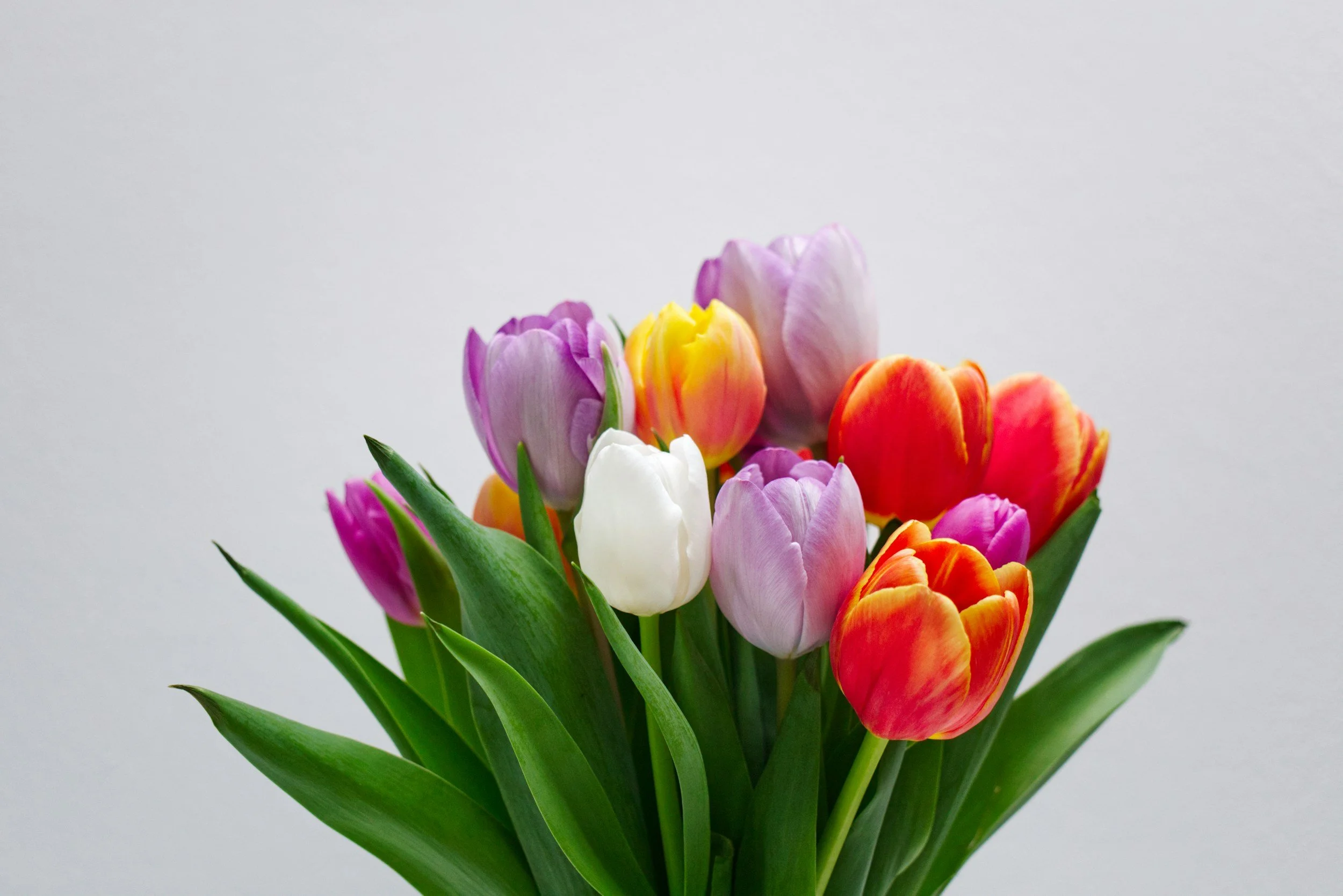 Bunch of Tulips - various colors
