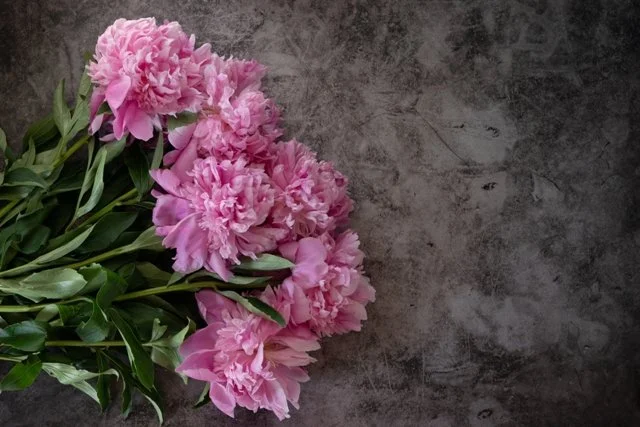 Pink_Peony_Flower