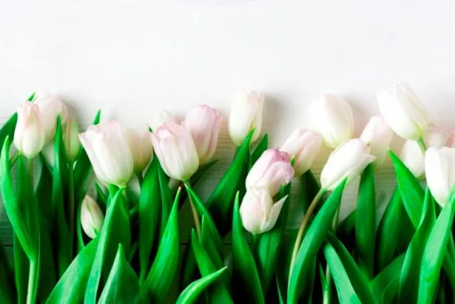 White_Tulips