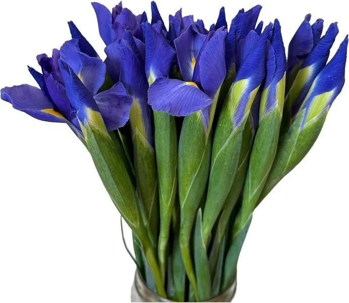 Blue Iris flowers