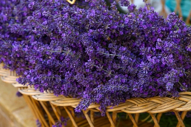 Lavenders_In_Wooden_Basket