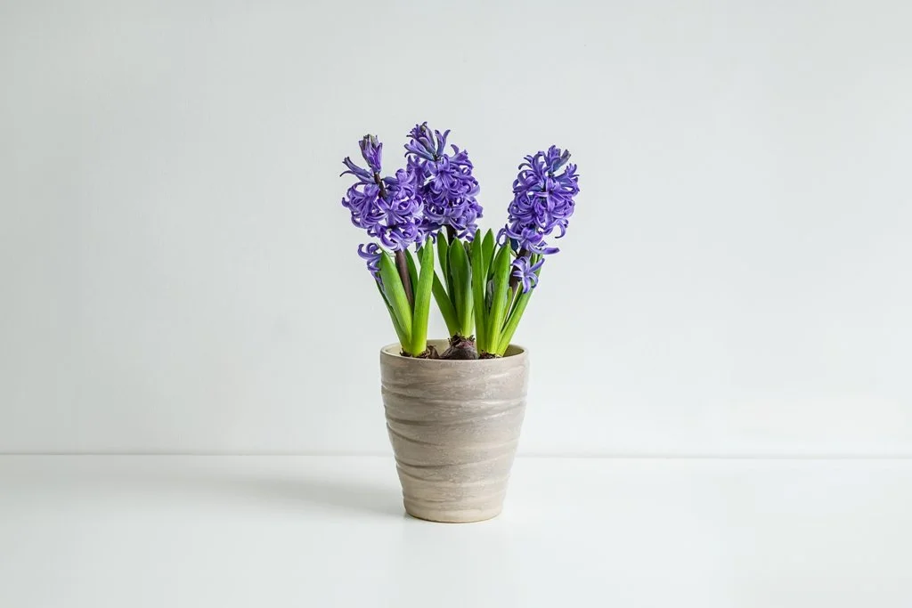 purple hyacinth