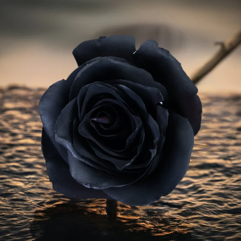 Black rose