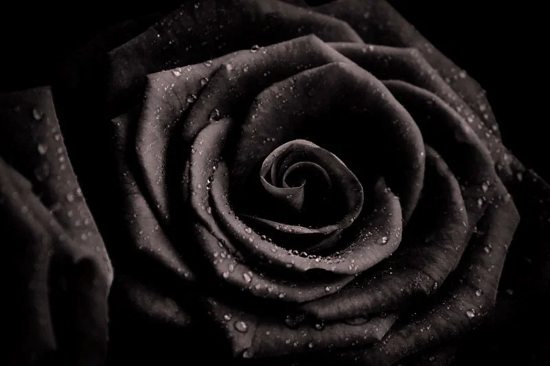 black rose