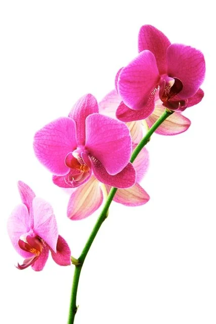 Pink_Orchids