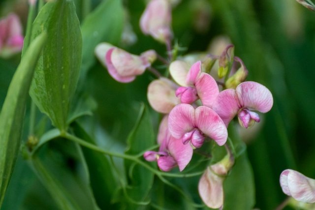 Wild_Pink_Sweet_Peas
