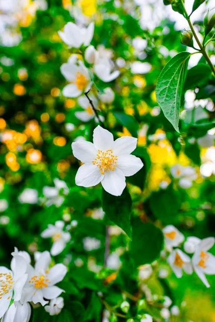White_Anemone_Flower_Blossomin