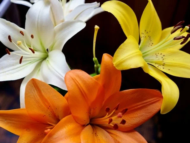 Lily_Flowers_Bouquet