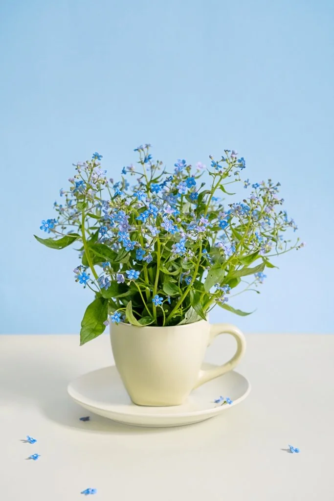 Blooming_Forget_Me_Not_Flowers_In_Cup