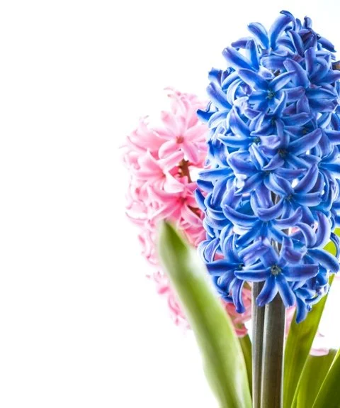 Spring_Hyacinth_Flower