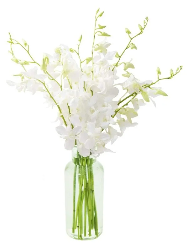 white orchids