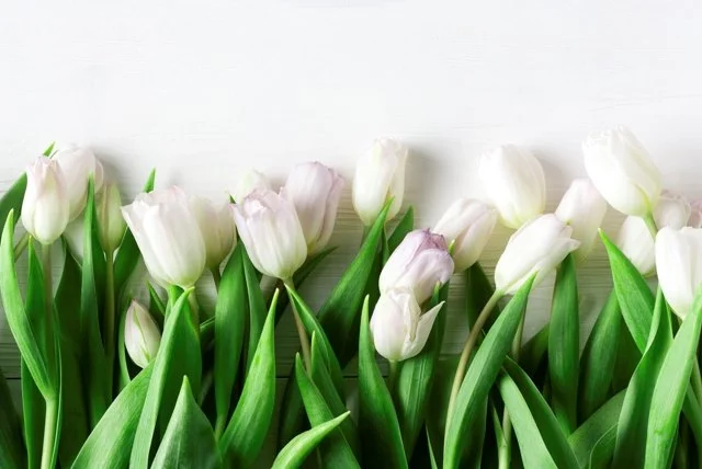 Beautiful_White_Tulips