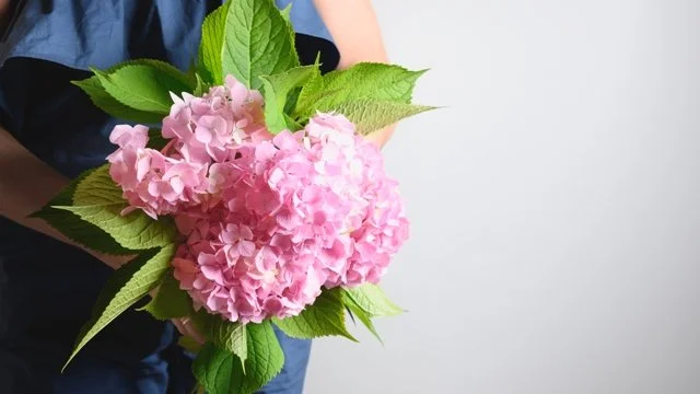 Woman_Holding_Bouquet_Of_Pink_Hydrangea