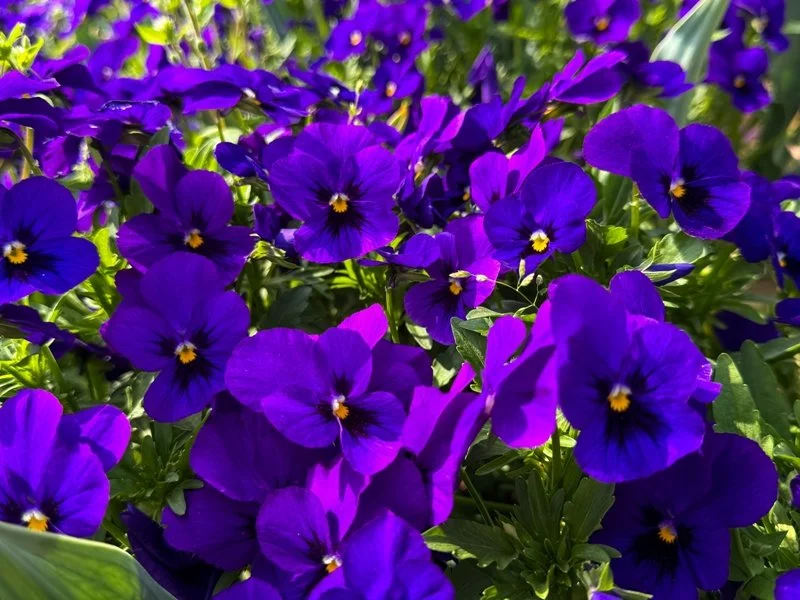 Purple_Pansies