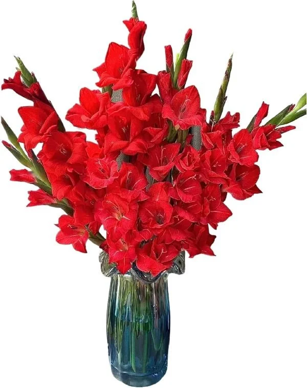 Gladiolus RED in vase