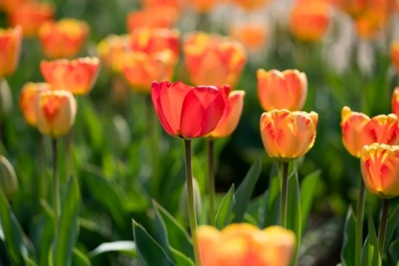 Orange Tulips