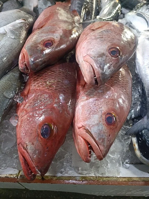 Red Snapper fish