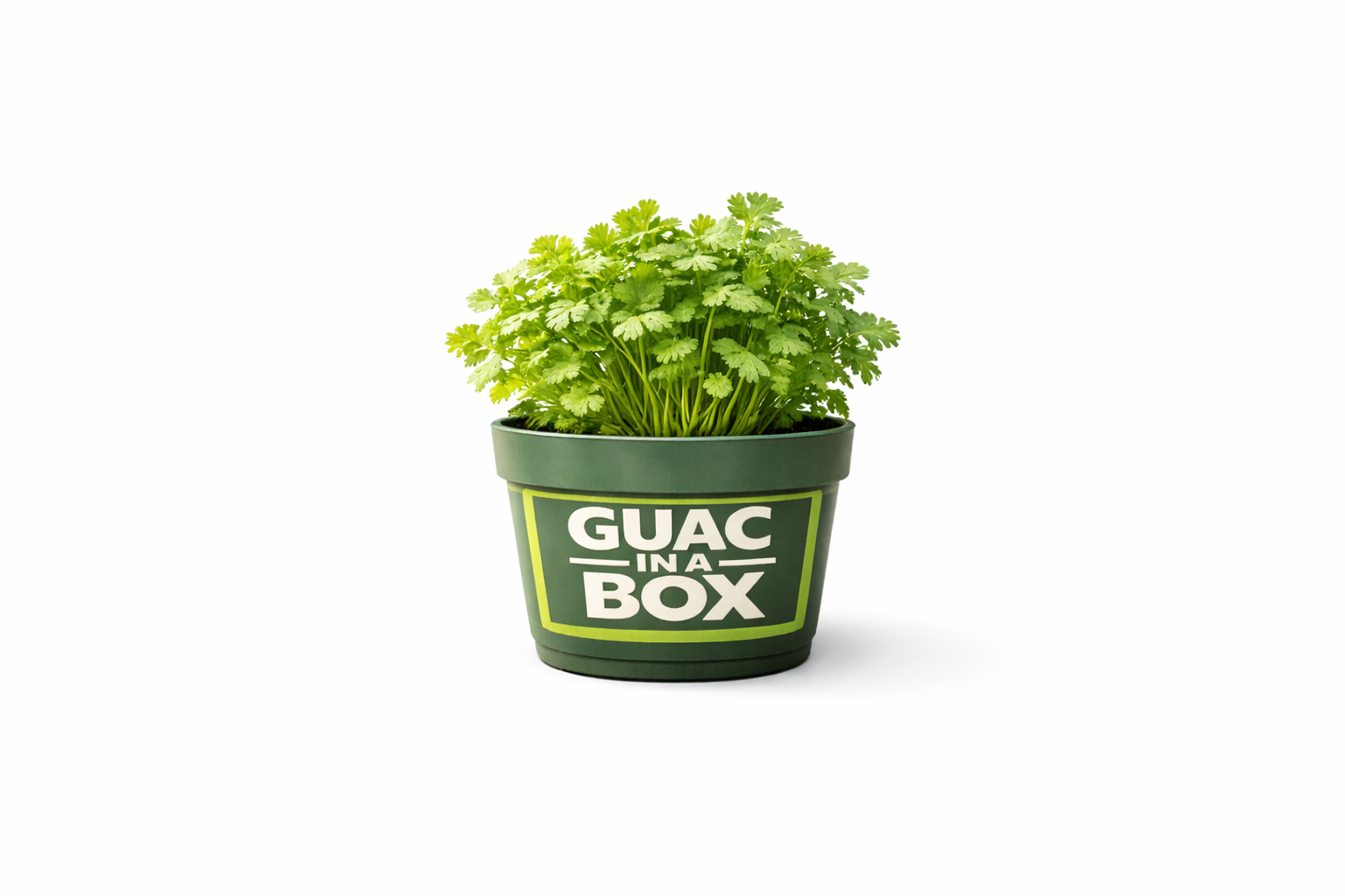Cilantro Plant