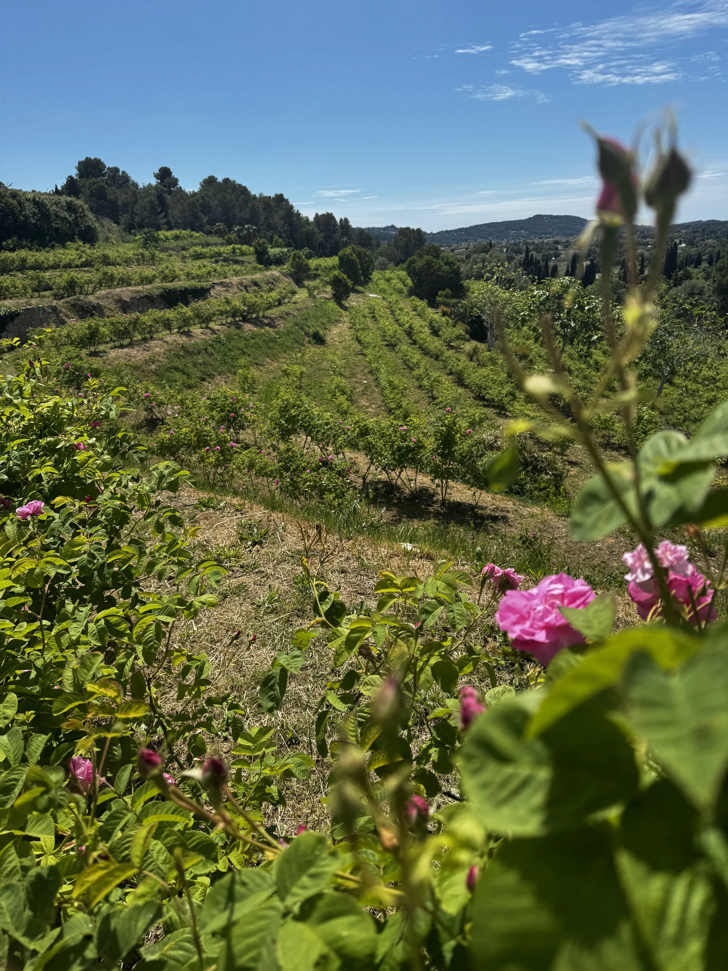 Rose field in the south of France
