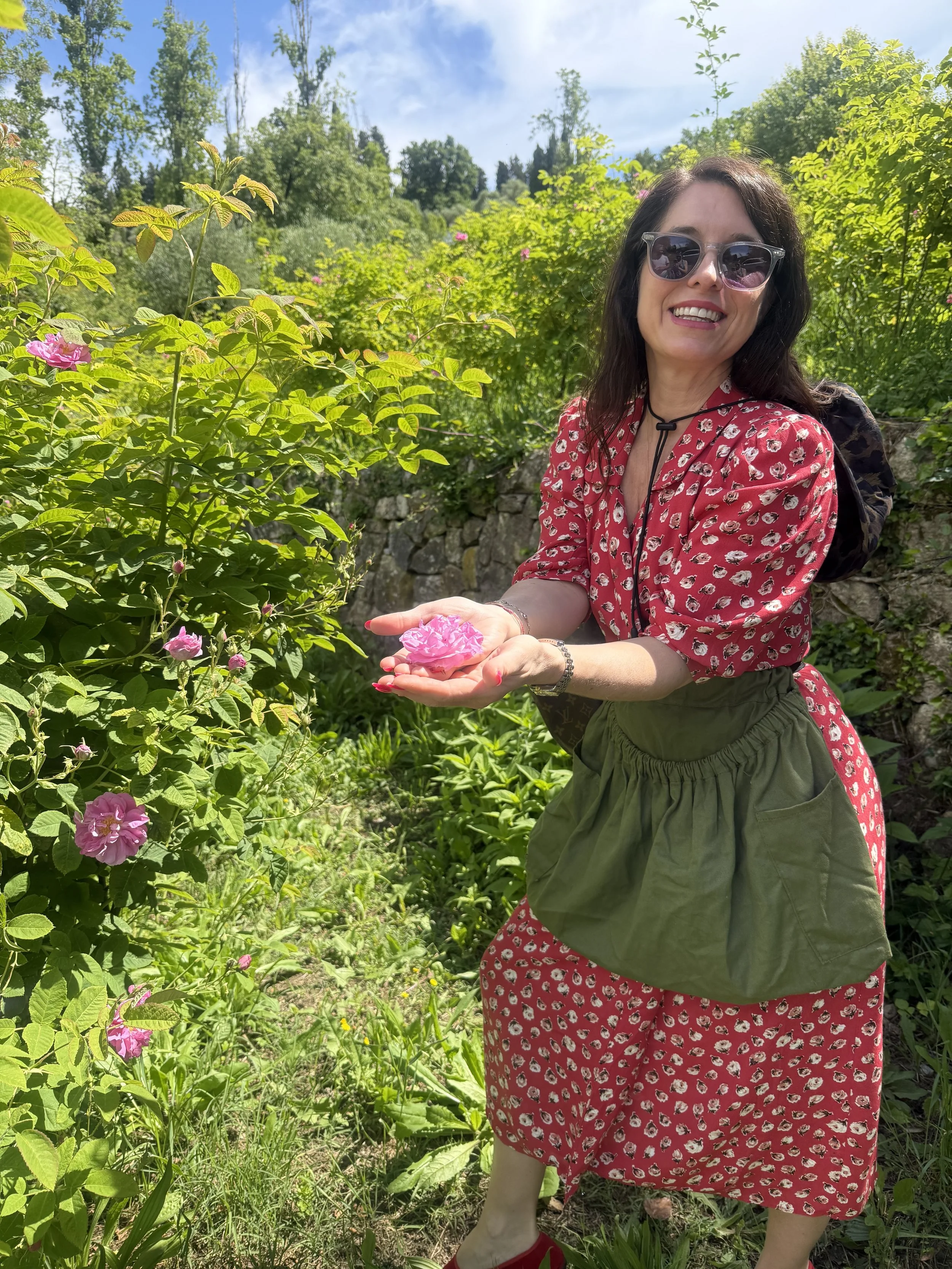 Picking roses in the south of France