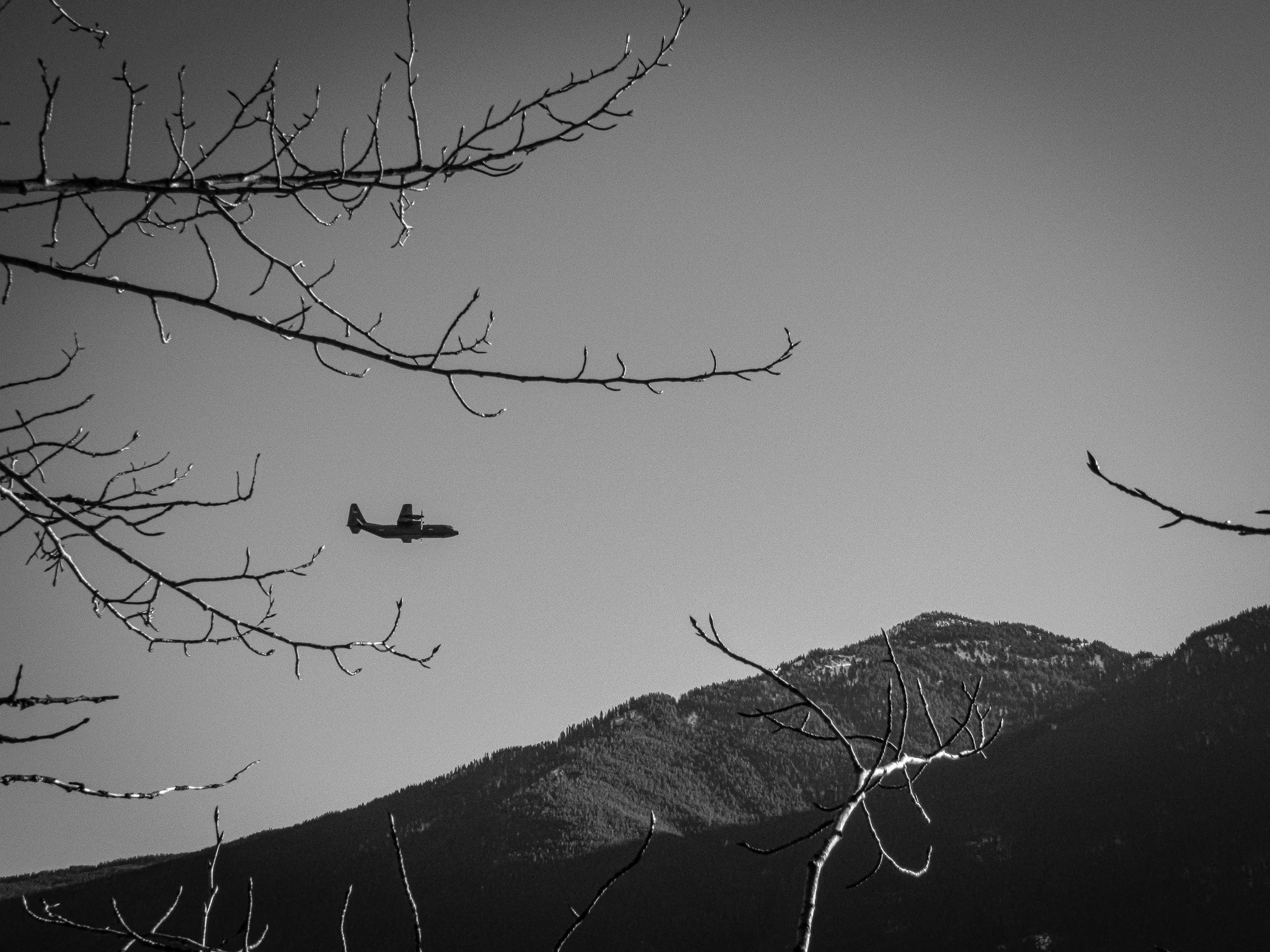 Its a Bird, Its a...