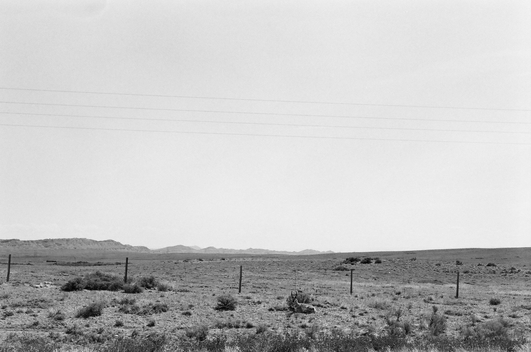Speed Goat
WY