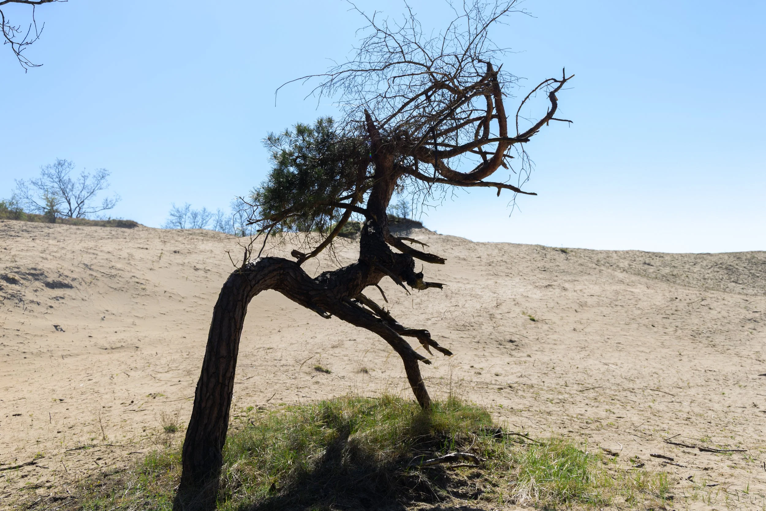 Kennemerduinen, 2024